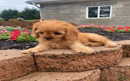 Cavapoo dogs for sale: Nellie - Image 9