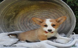 Welsh Corgi Pembroke dogs for sale: Aspen - Image 6