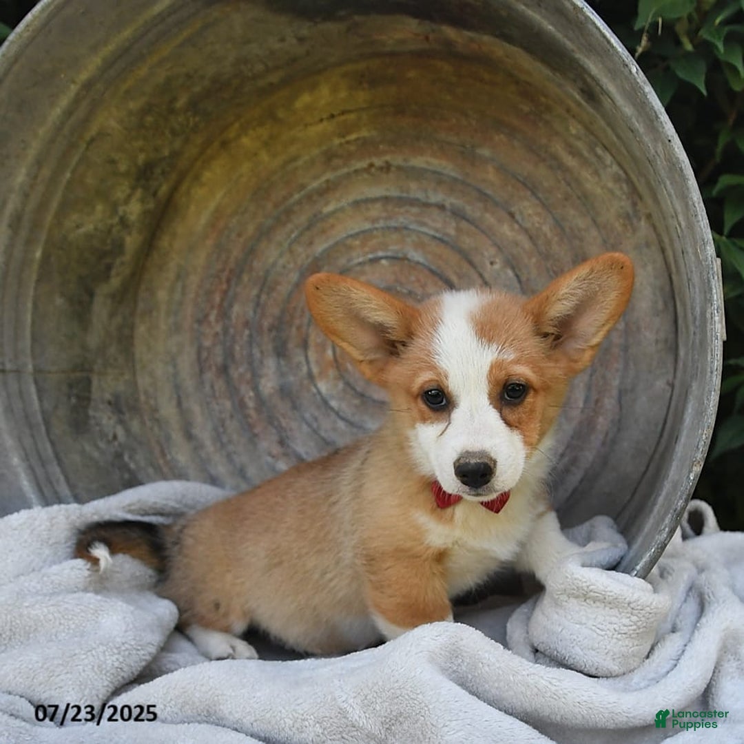 Welsh Corgi Pembroke dogs for sale: Aspen - Image 6