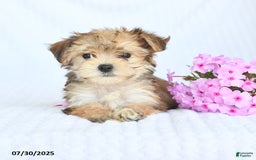 Morkie dogs for sale: Maxwell - Image 3
