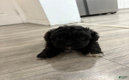 Shih Tzu dogs for sale: Sofia - Image 2