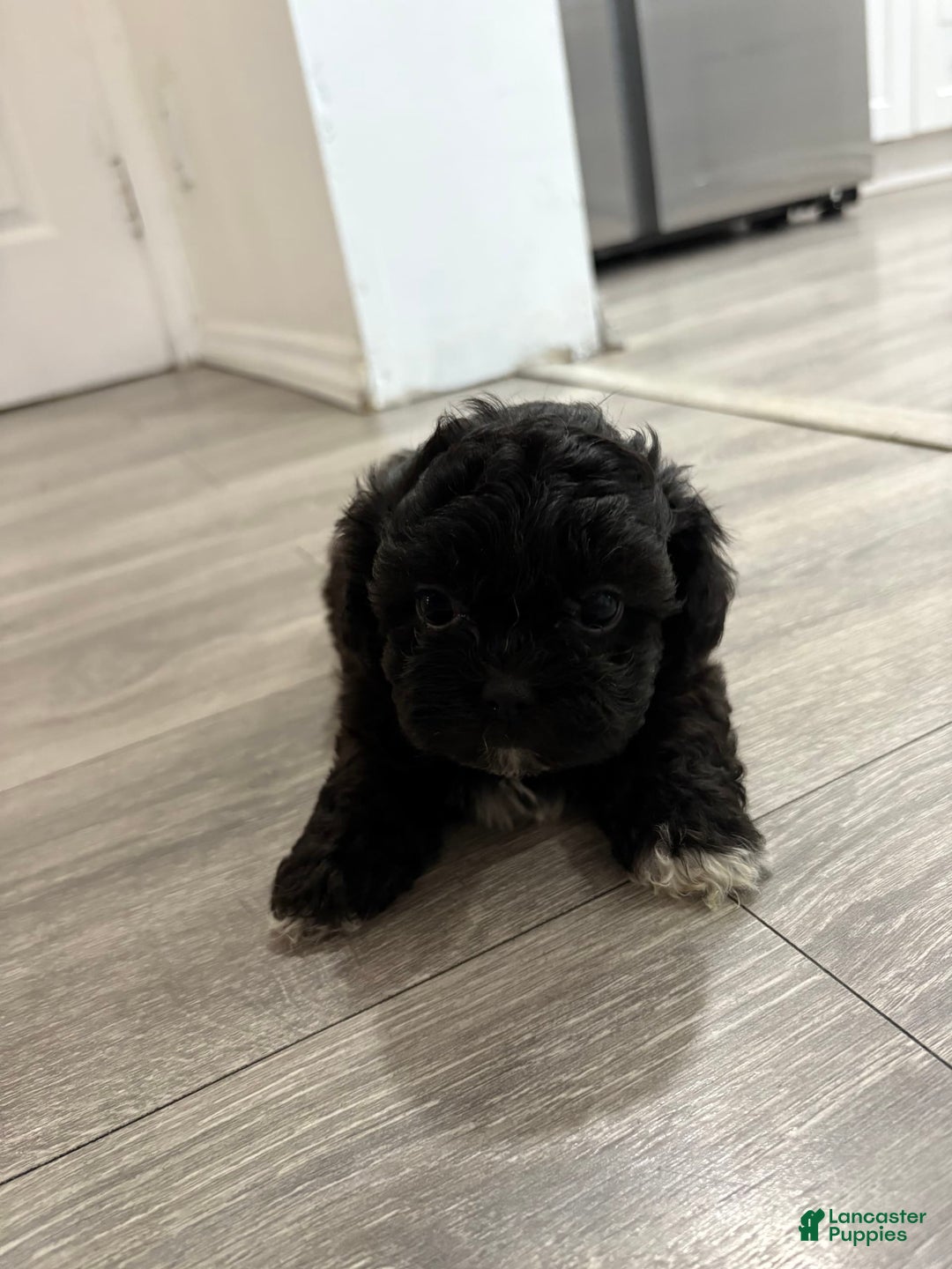 Shih Tzu dogs for sale: Sofia - Image 2