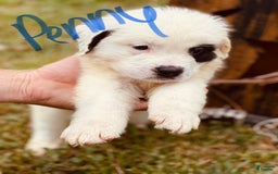 Saint Bernard dogs for sale: Penny - Image 1