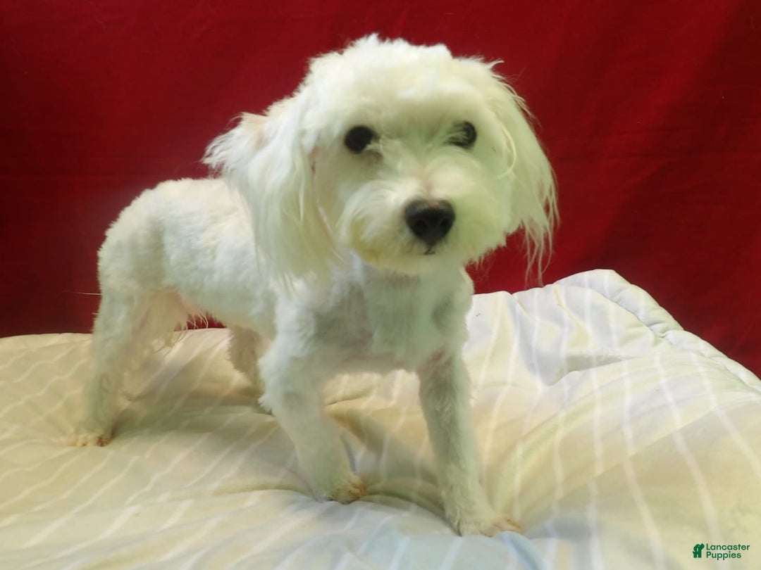Maltese dogs for sale: Rex - Image 1
