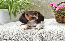 Miniature Dachshund dogs for sale: Rover - Image 4
