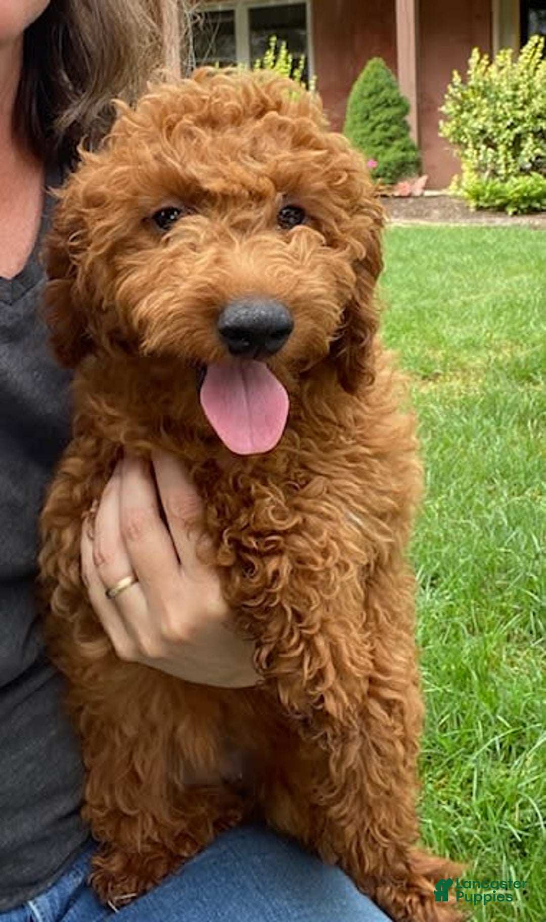 Mini Goldendoodle dogs for sale: Lexi - Image 3