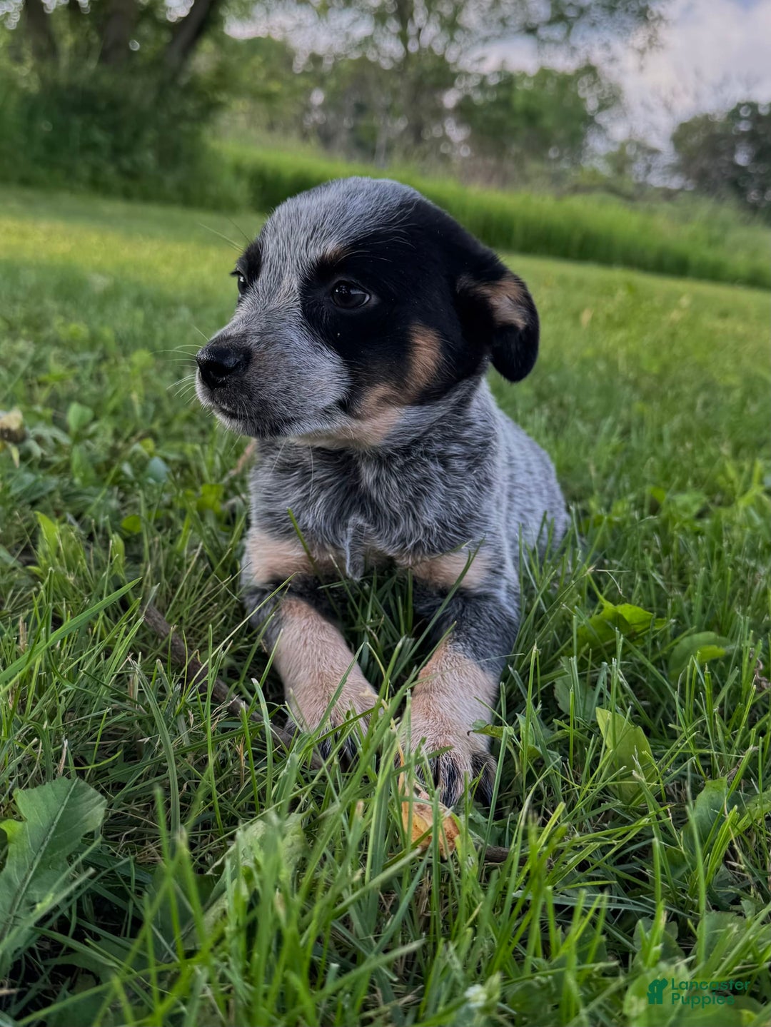 Australian Cattle Dog dogs for sale: Bloom - Image 3