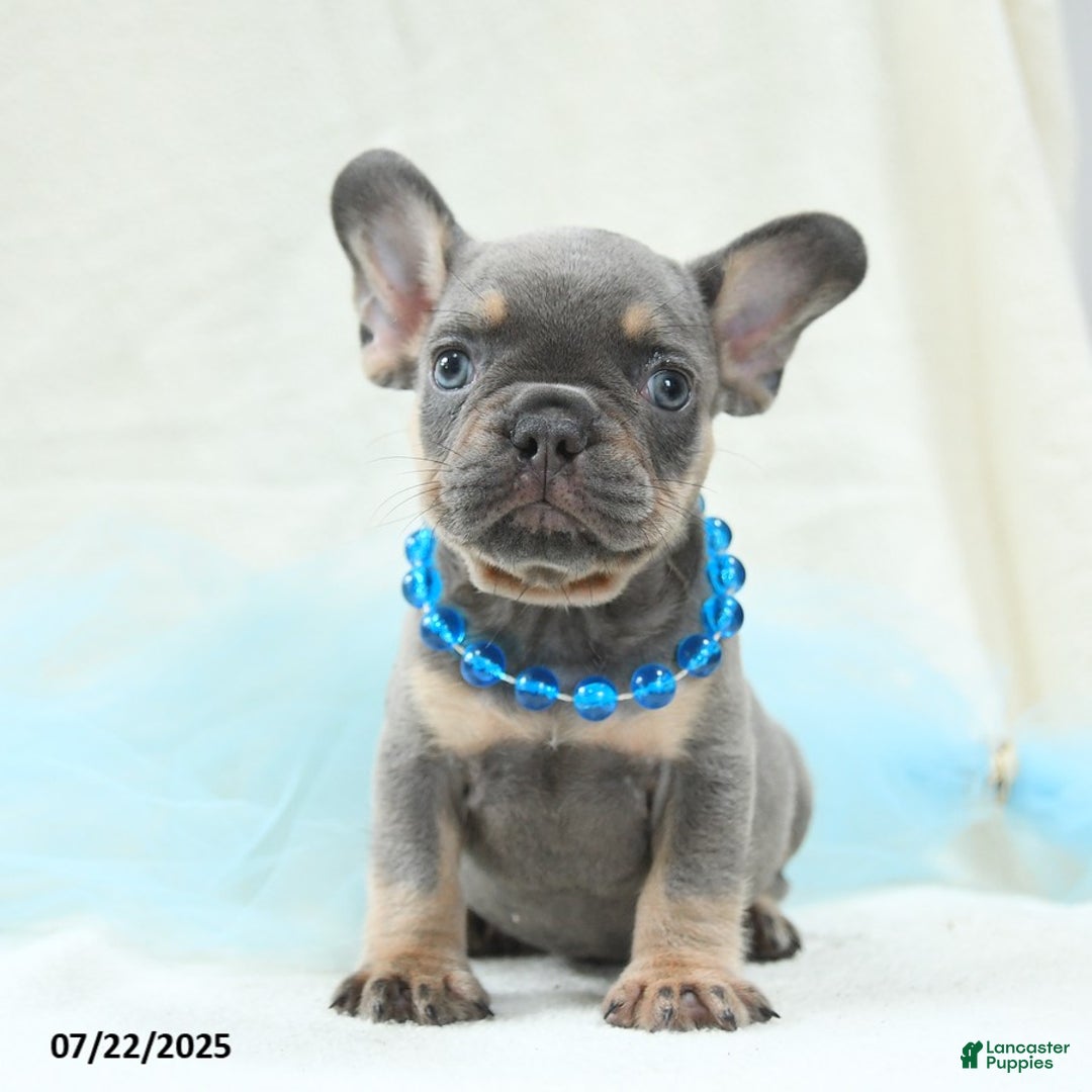 French Bulldog dogs for sale: Ellis Akc - Image 2