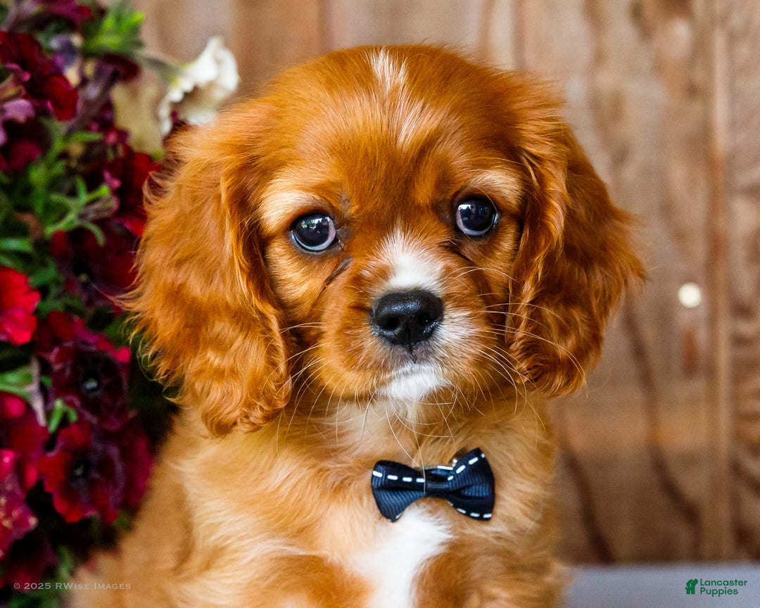 Cavalier King Charles Spaniel dogs for sale: Oliver - Image 19