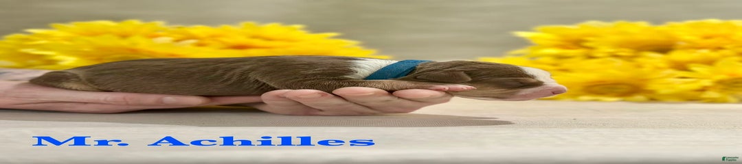Mr. Achilles