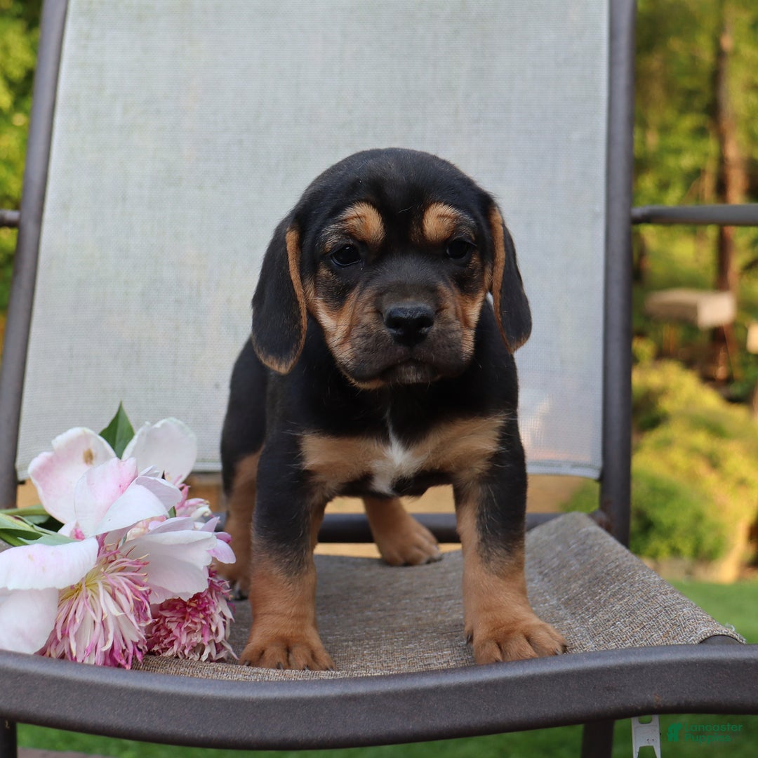 Beabull dogs for sale: Hadley - Image 8