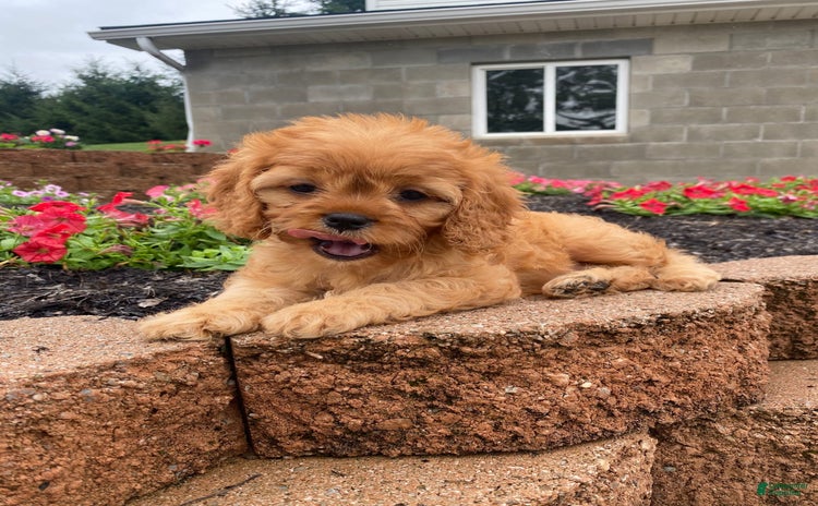 Cavapoo dogs for sale - Ad 3