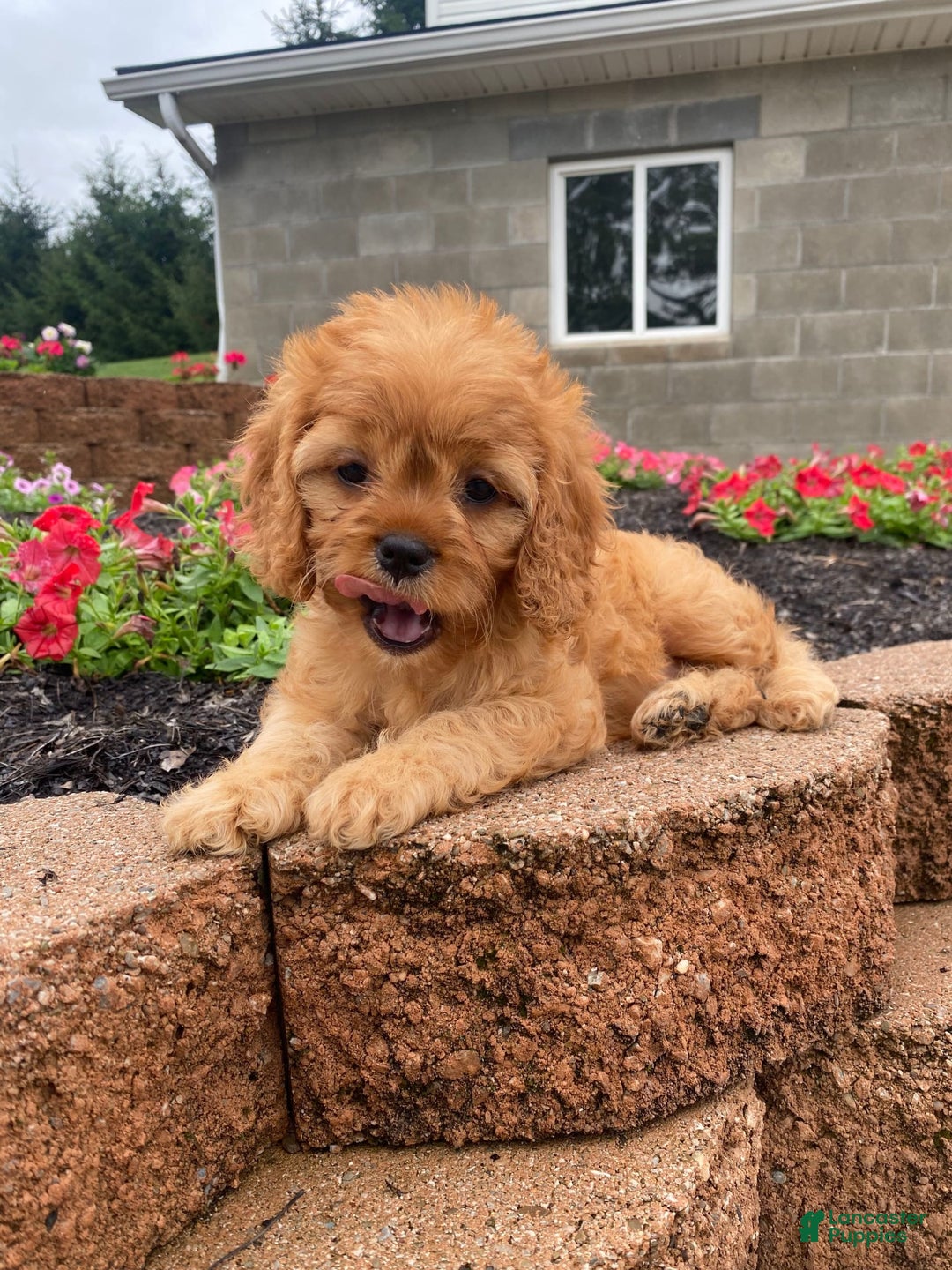 Cavapoo dogs for sale: Nellie - Image 1