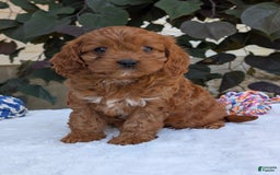 Cavapoo dogs for sale: Darla - Image 8