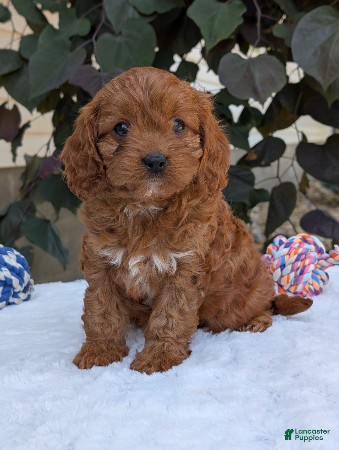 Cavapoo dogs for sale: Darla - Image 8