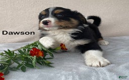 Australian Shepherd dogs for sale: Dawson - Image 3