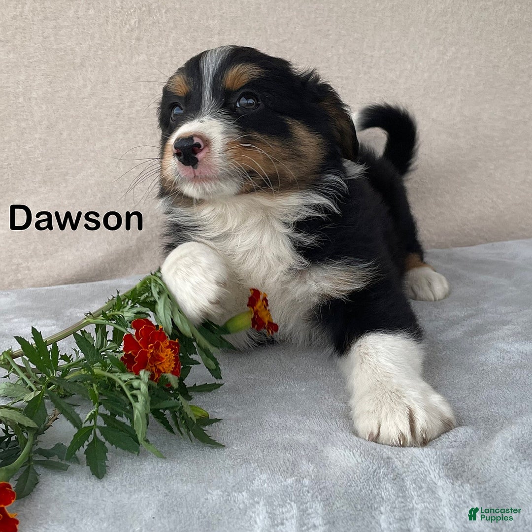 Australian Shepherd dogs for sale: Dawson - Image 3