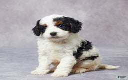 Cavapoo dogs for sale: Hugo - Image 3