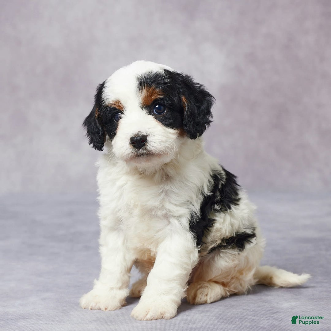 Cavapoo dogs for sale: Hugo - Image 3