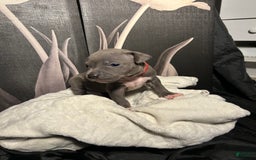 American Bully dogs for sale: Lady Bug - Image 10