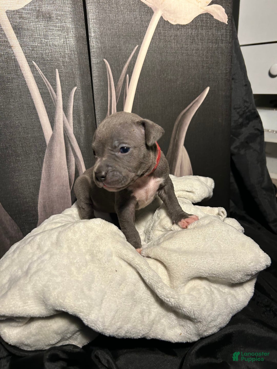 American Bully dogs for sale: Lady Bug - Image 10