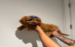 Cavapoo dogs for sale: Susie - Image 2