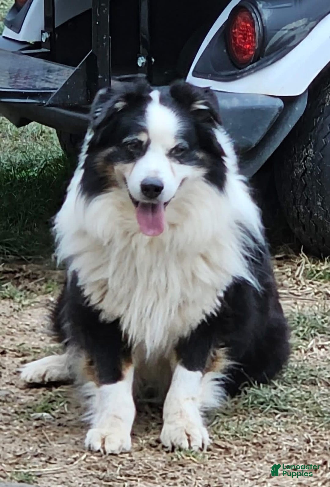 Australian Shepherd dogs for sale: Sugar - Image 18