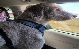 Labradoodle dogs for sale: Hibiscus - Image 6