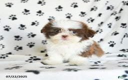 Shih Tzu dogs for sale: Felix - Image 2