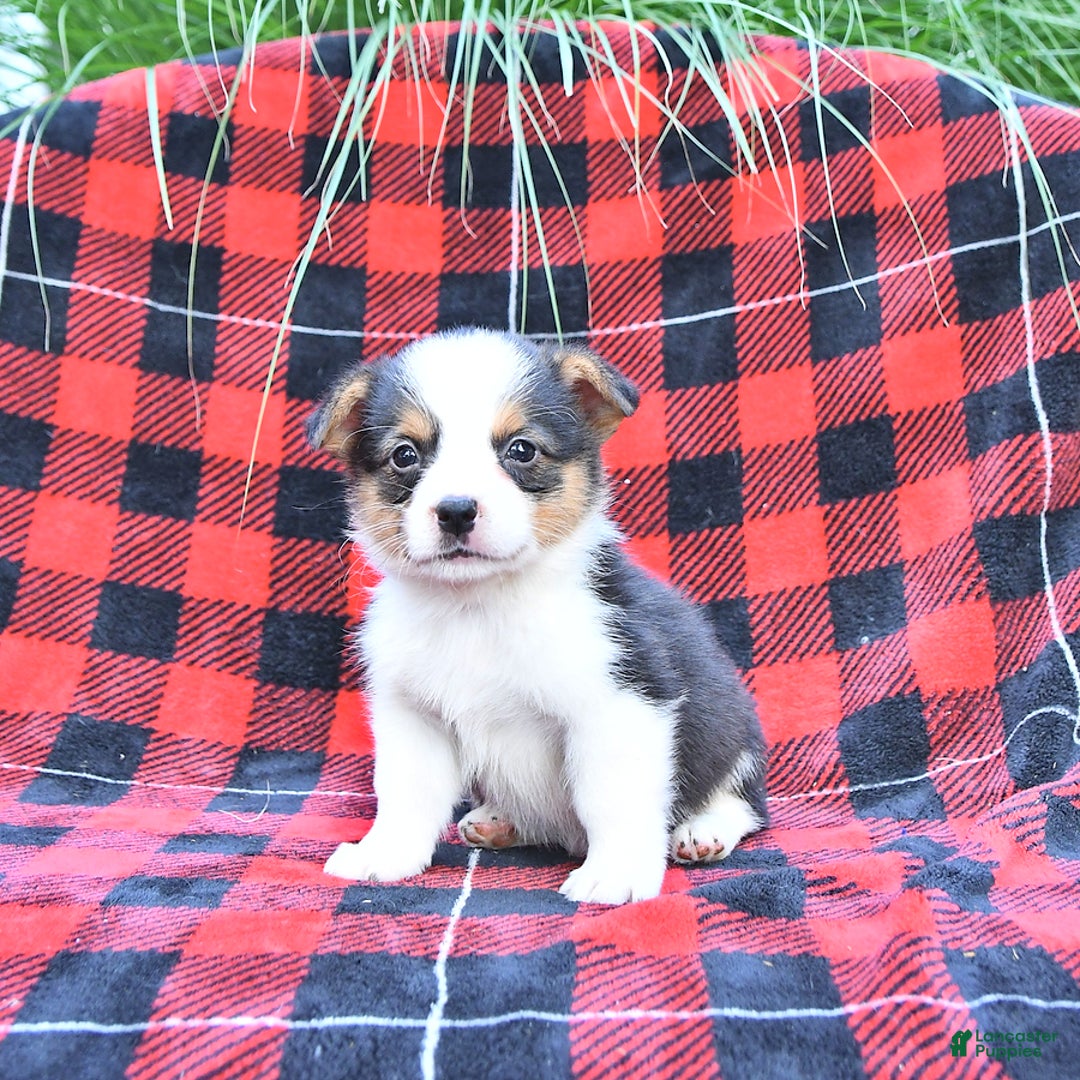 Welsh Corgi Pembroke dogs for sale: Scott - Image 4