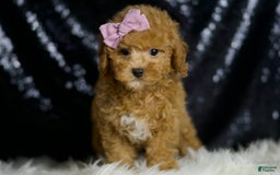 Miniature Poodle dogs for sale: Pattie - Image 6