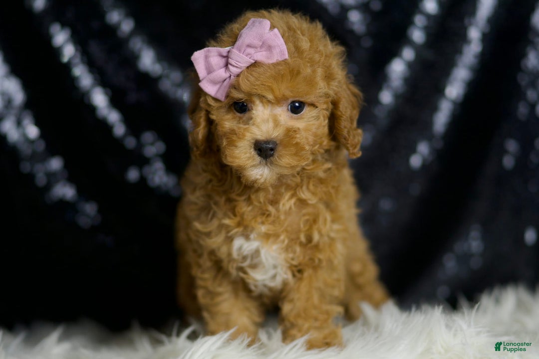 Miniature Poodle dogs for sale: Pattie - Image 6