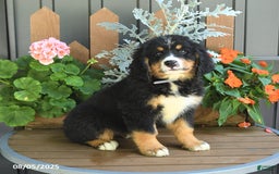Bernese Mountain Dog dogs for sale: Meadow - Image 1
