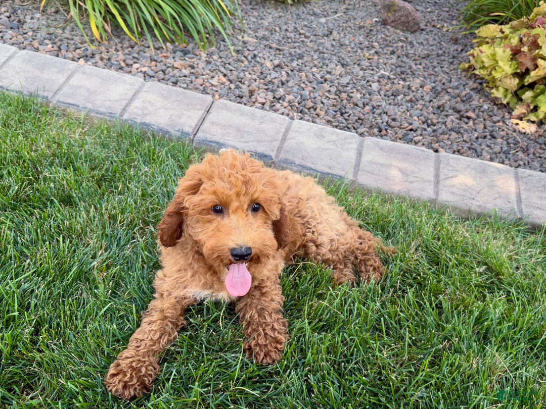 Cockapoo dogs for sale: Sam - Image 8