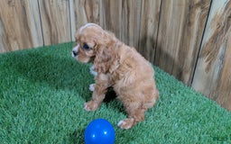 Cavalier King Charles Spaniel dogs for sale: Bridgette Boy 1 - Image 9