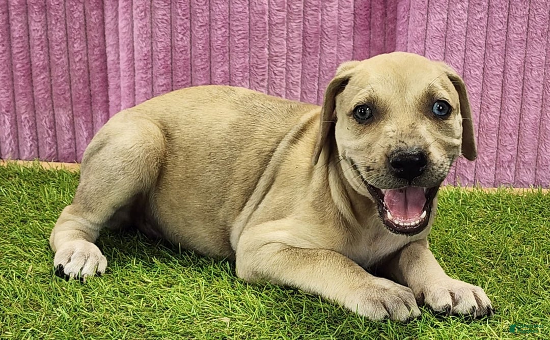 Catahoula Leopard Dog dogs for sale: Duchess 2025 Female 2 - Image 9