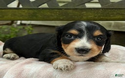 Miniature Dachshund dogs for sale: Diamond - Image 5