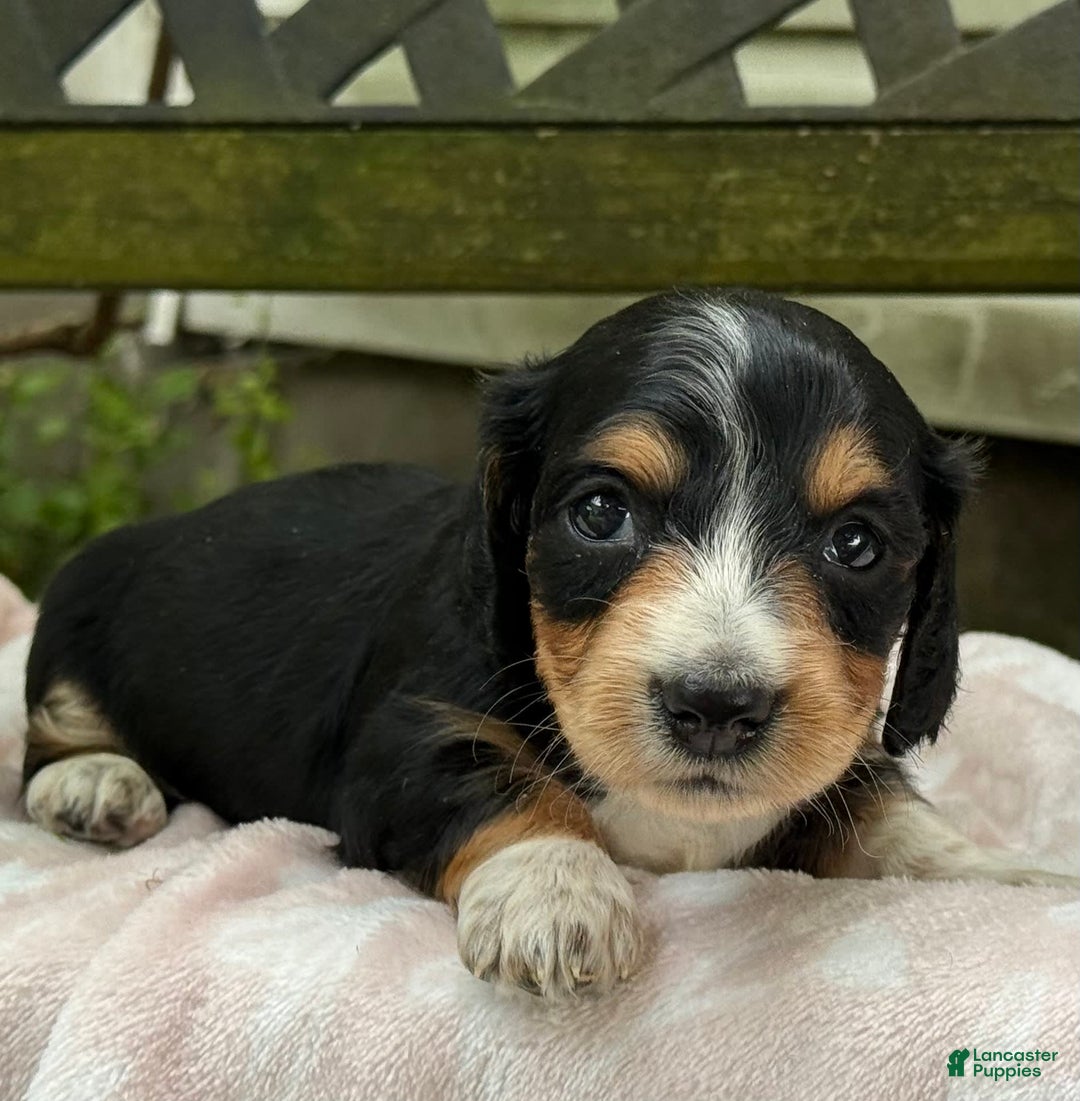 Miniature Dachshund dogs for sale: Diamond - Image 5
