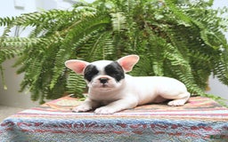 French Bulldog dogs for sale: Captain - Image 3