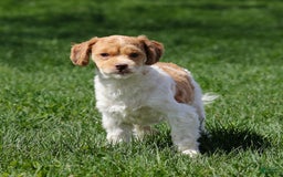 Shihpoo dogs for sale: Amy - Image 9