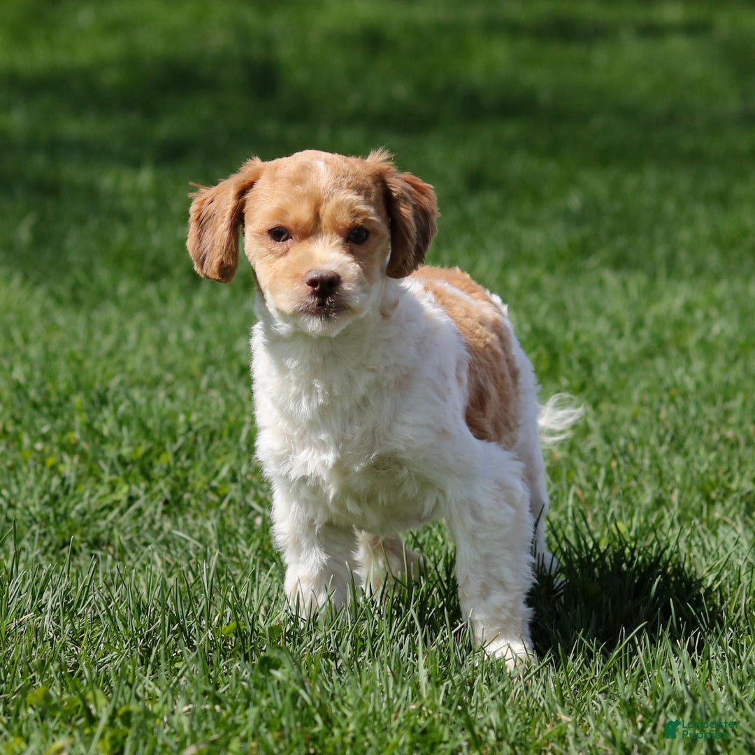 Shihpoo dogs for sale: Amy - Image 9