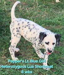 Peppers Lt. Blue Girl