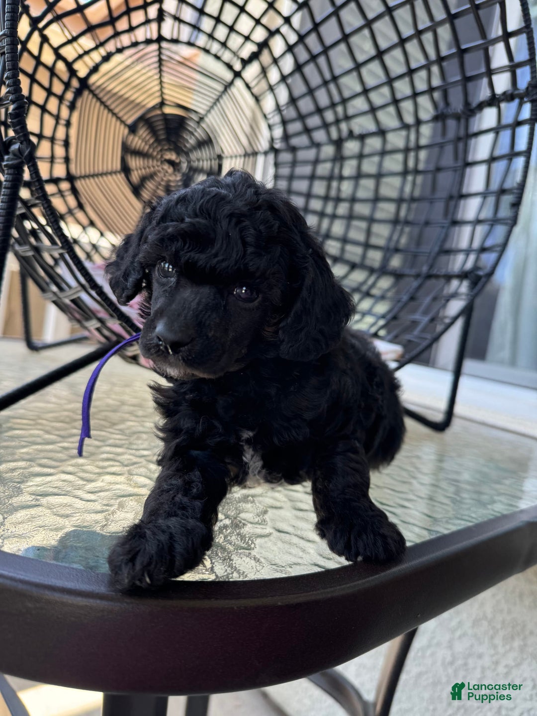 Miniature Poodle dogs for sale: Black Widow - Image 1