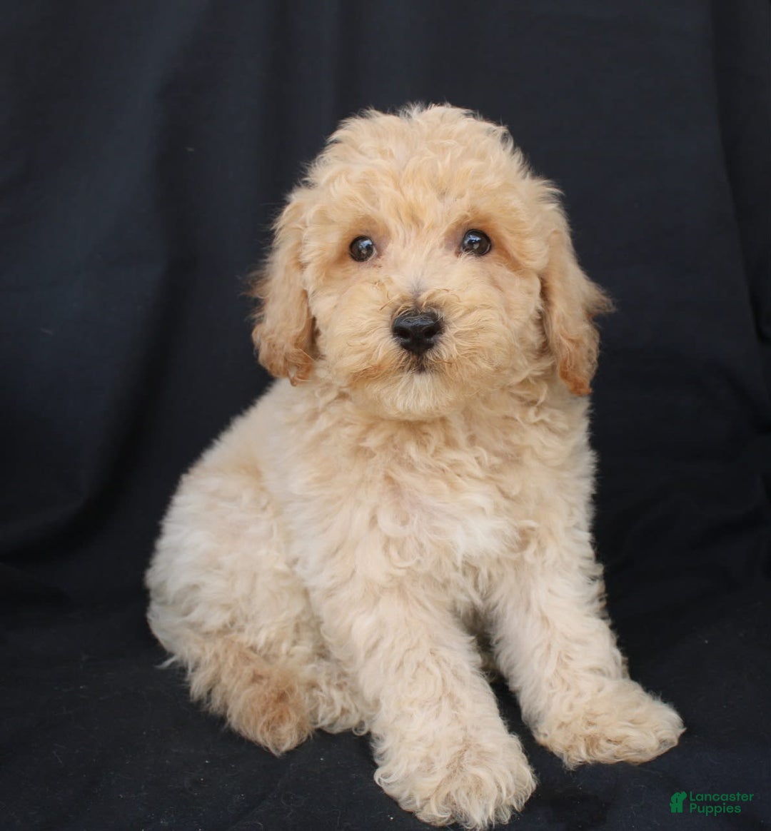 Bichpoo dogs for sale: Gabe - Image 2