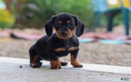Miniature Dachshund dogs for sale: Miniature Dachshund 3 puppies - Image 3
