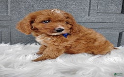 Cavapoo dogs for sale: Cavapoo 4 puppies - Image 6