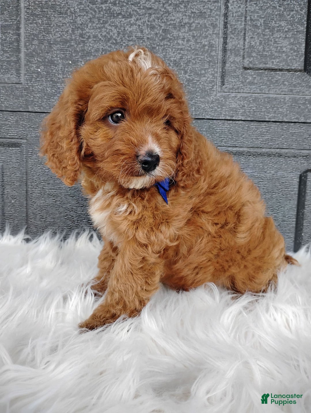 Cavapoo dogs for sale: Cavapoo 4 puppies - Image 6
