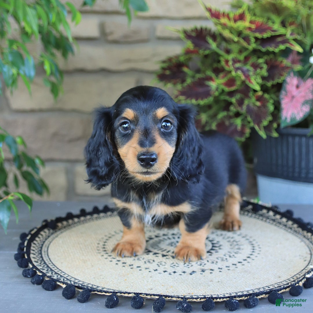 Miniature Dachshund dogs for sale: Louie - Image 2