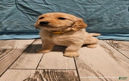 Golden Retriever dogs for sale: Golden Retriever - Image 4
