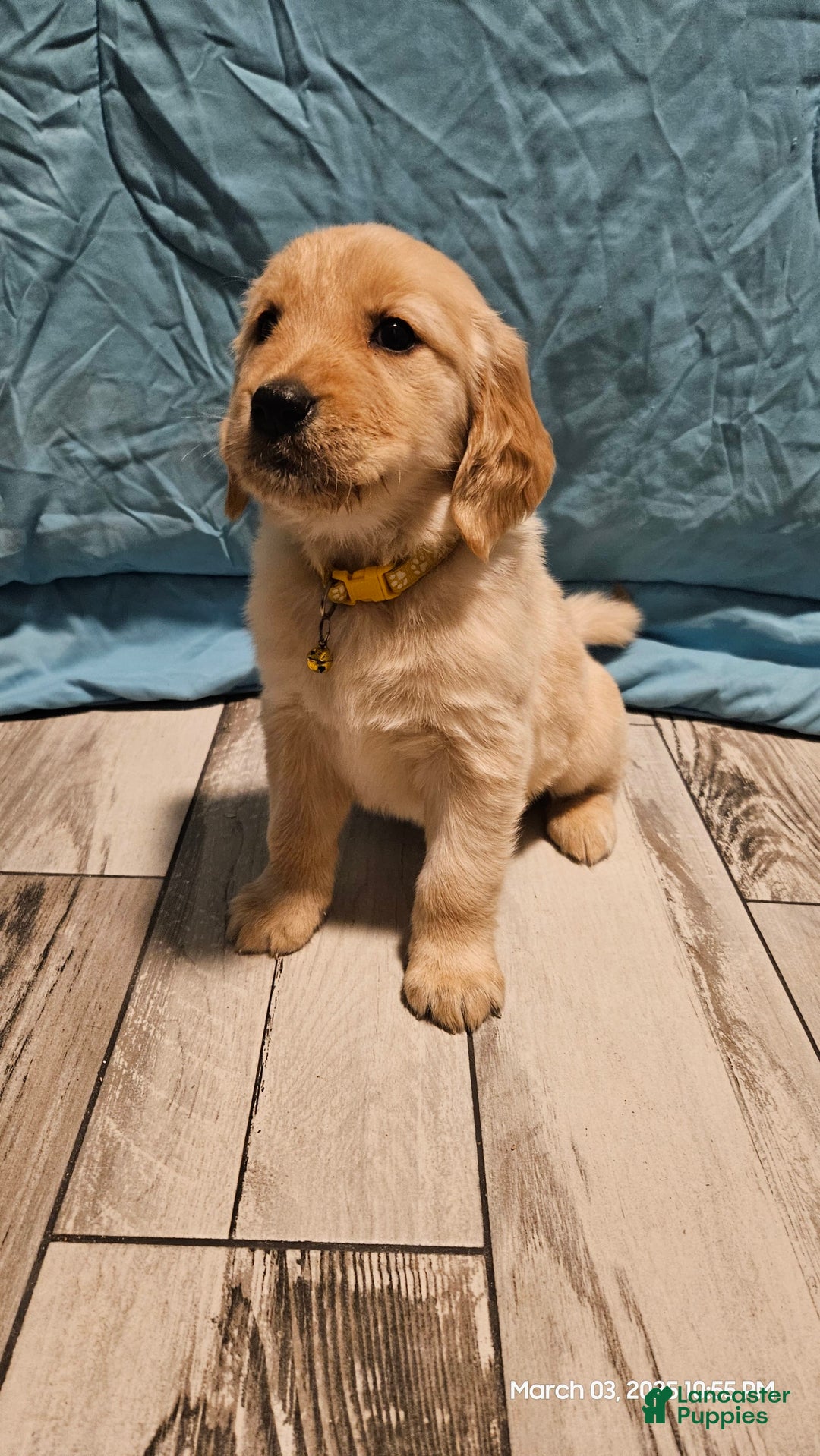 Golden Retriever dogs for sale: Golden Retriever - Image 4